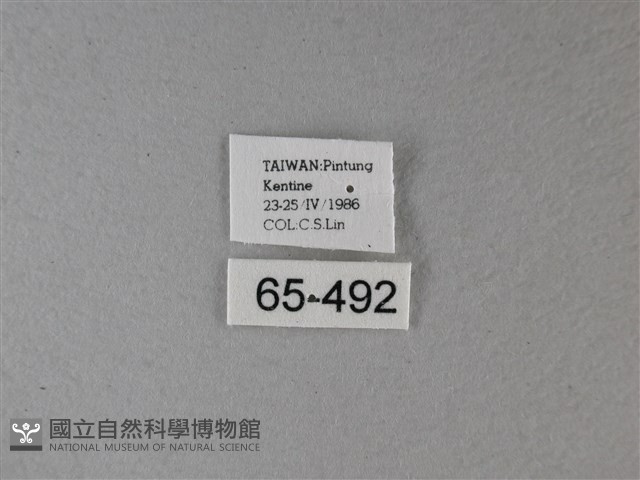 大白斑蝶藏品圖，第3張