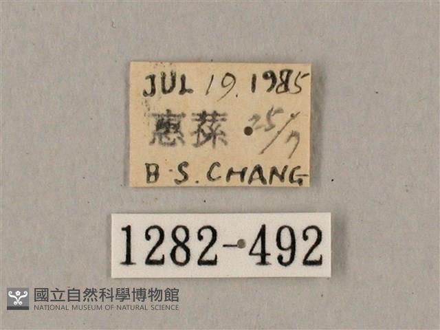 鋸線天蛾藏品圖，第3張