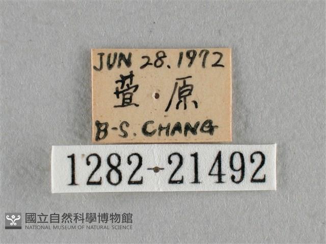 臺灣赭弄蝶藏品圖，第3張