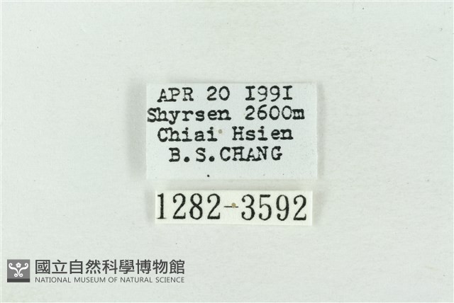 印華波紋蛾藏品圖，第3張