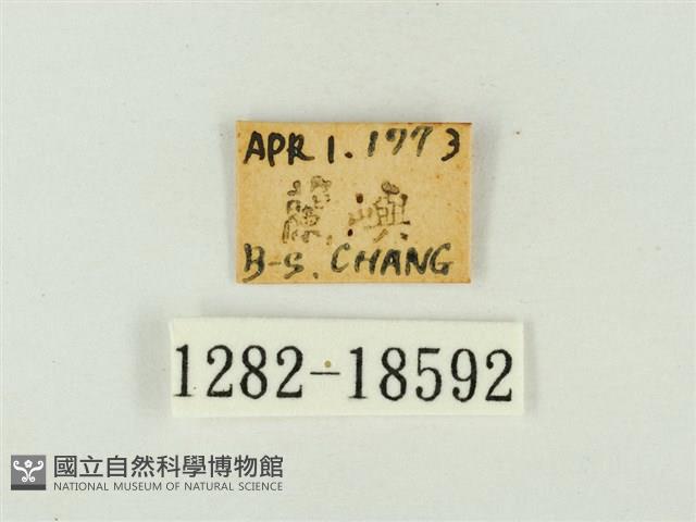 紫珈波灰蝶藏品圖，第3張