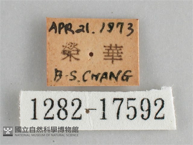 臺灣環蛺蝶藏品圖，第3張