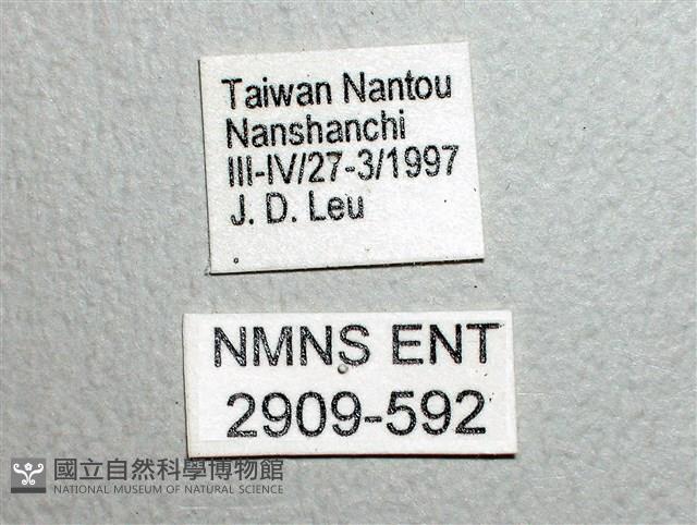 黃星斑鳳蝶藏品圖，第3張