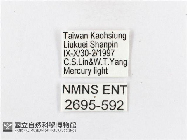 蓬萊茶斑蛾藏品圖，第3張