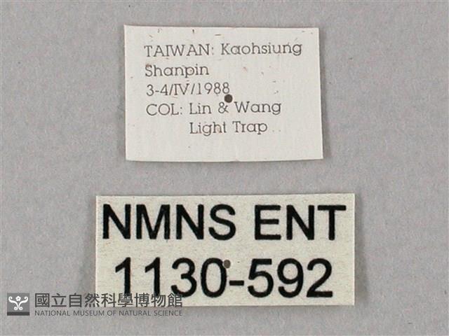 齒翅三線天蛾藏品圖，第3張