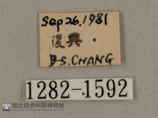 灰紋長喙天蛾藏品圖，第2張