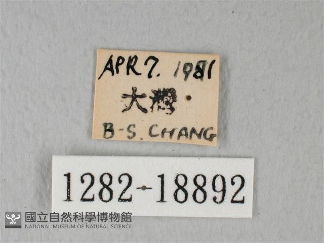 緣點白粉蝶藏品圖，第3張