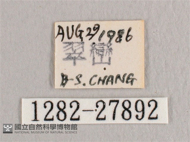 彎黑黃鉤蛾藏品圖，第3張