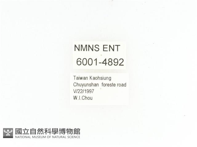 臺灣角金龜藏品圖，第2張