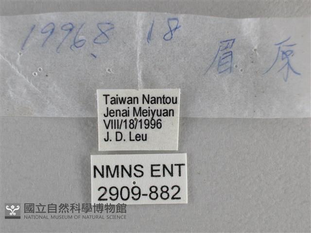 竹橙斑弄蝶藏品圖，第3張