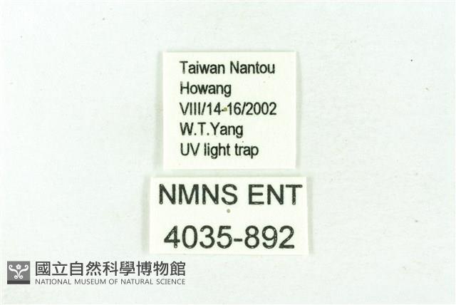臺雪苔蛾藏品圖，第3張