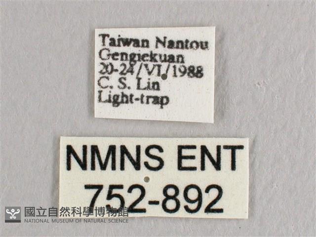 彎黑黃鉤蛾藏品圖，第3張