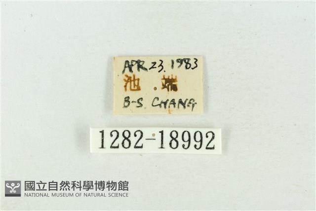 臺洒波紋蛾藏品圖，第3張