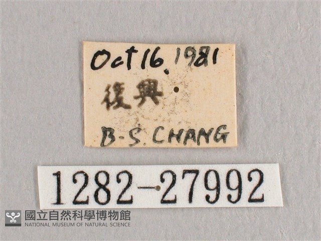 銀端帶鉤蛾藏品圖，第3張