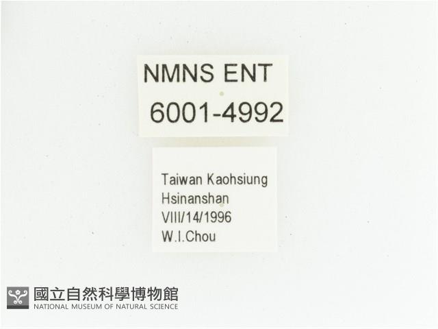 黑田艷金龜藏品圖，第2張