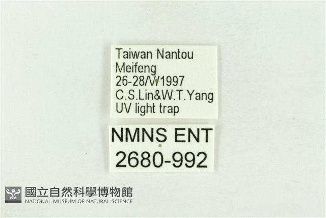 棍棒污燈蛾藏品圖，第3張