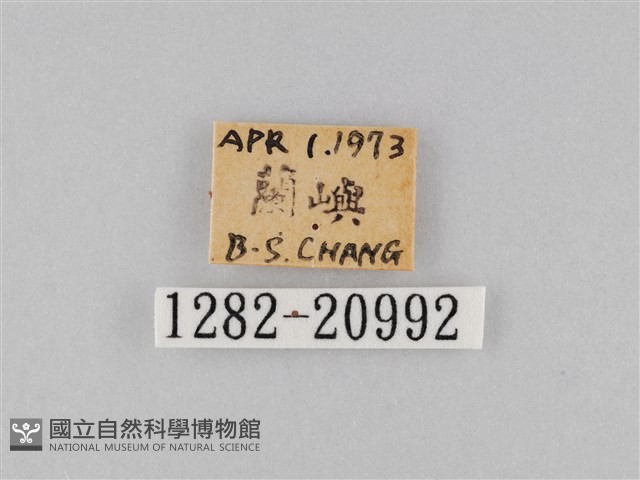 小波眼蝶藏品圖，第3張
