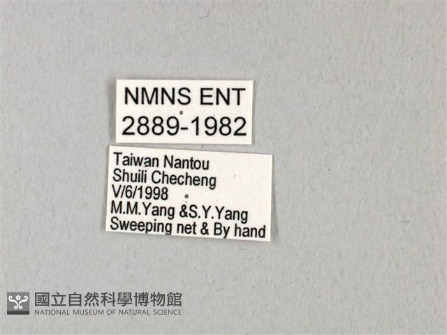 無尾白紋鳳蝶藏品圖，第3張