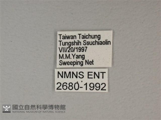苧麻細蝶藏品圖，第3張