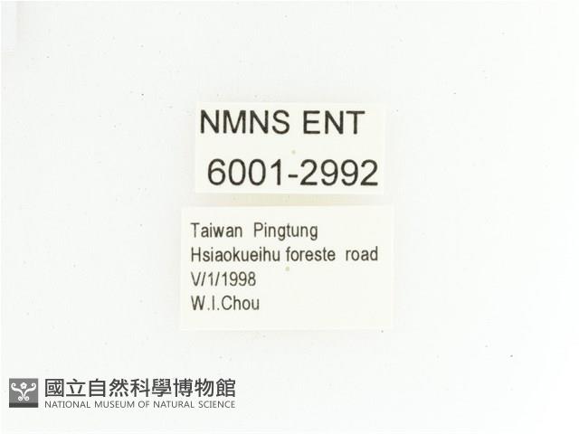 三輪長腳花金龜藏品圖，第2張