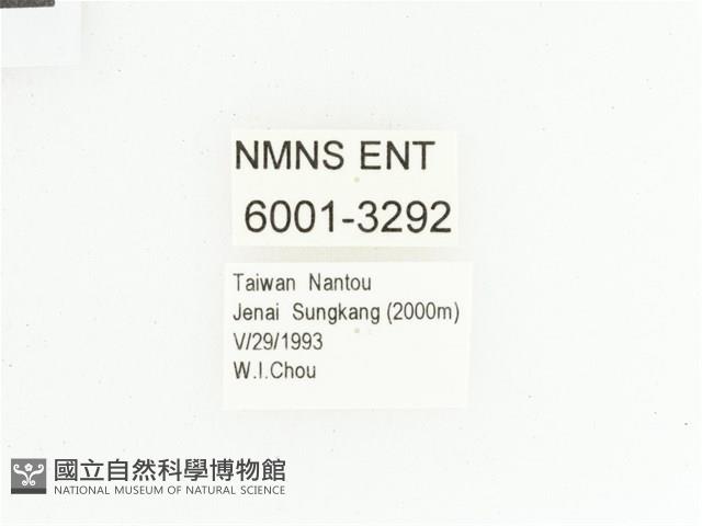 三輪長腳花金龜藏品圖，第2張