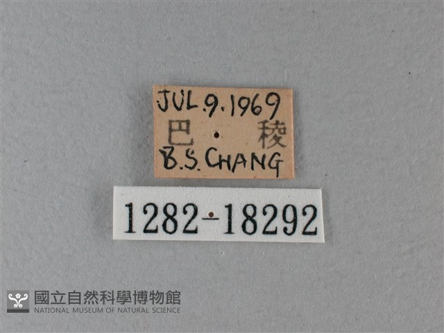殘眉線蛺蝶藏品圖，第3張