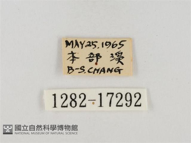 淡褐脈粉蝶藏品圖，第3張