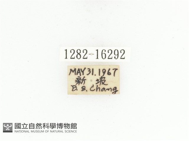 臺灣白條金龜藏品圖，第2張