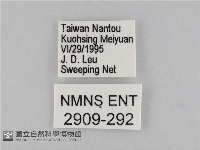 褐翅蔭眼蝶藏品圖，第3張