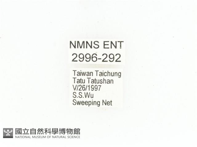 東方白點花金龜藏品圖，第2張