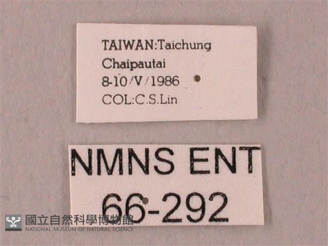 栗六點天蛾藏品圖，第3張