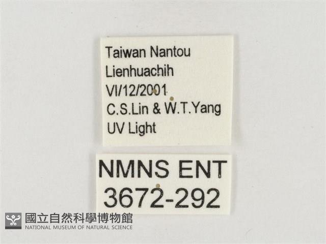 榕透翅毒蛾藏品圖，第3張