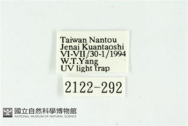 白斑散紋夜蛾藏品圖，第3張