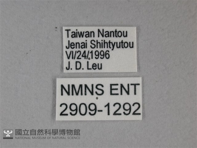 枯葉蝶藏品圖，第3張