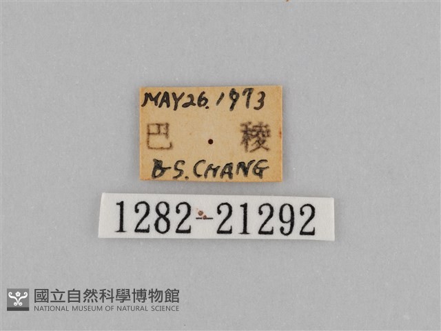 江崎波眼蝶藏品圖，第3張