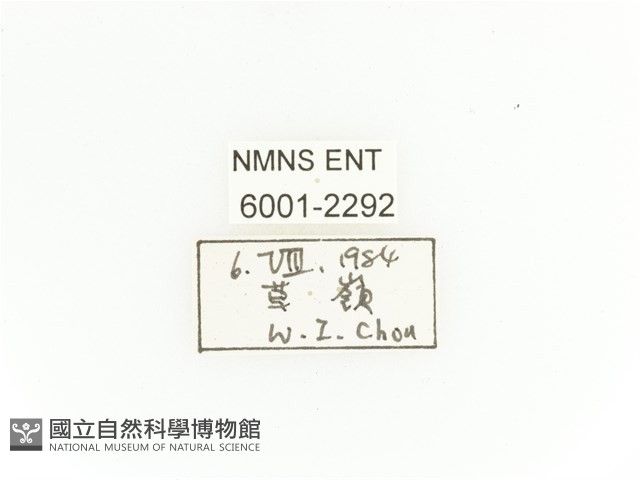 臺灣扇角金龜藏品圖，第2張