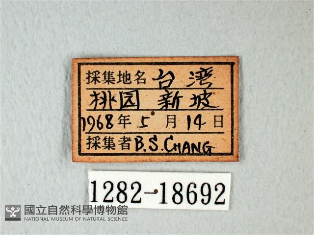 白粉蝶、紋白蝶藏品圖，第3張