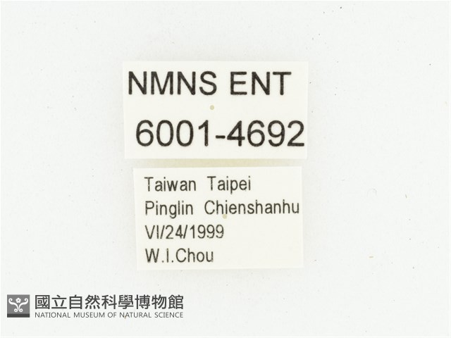 叉斑陷紋金龜藏品圖，第2張