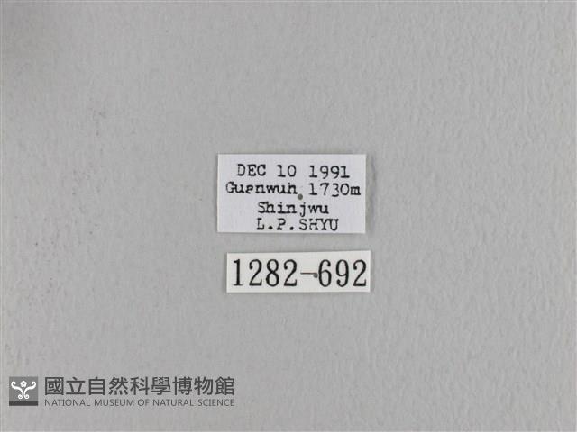 波紋枯葉蛾藏品圖，第3張