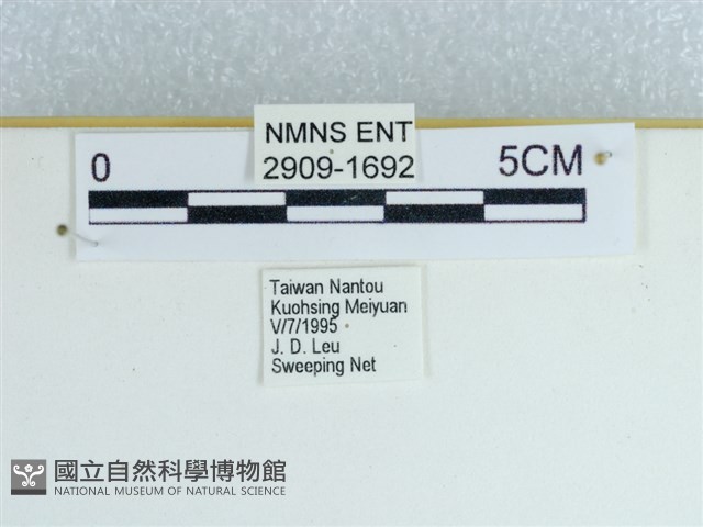 斷線環蛺蝶藏品圖，第3張
