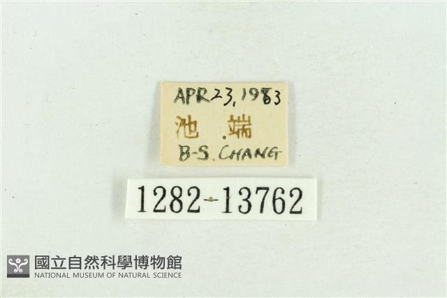 紅暈散紋夜蛾藏品圖，第3張