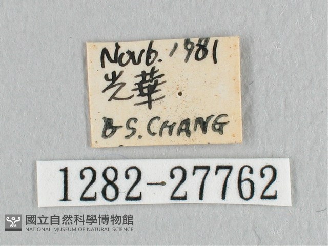 接骨木帶鉤蛾藏品圖，第3張