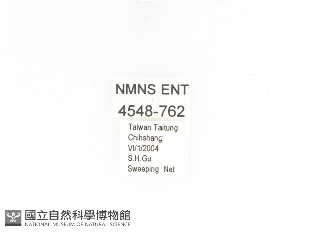 金艷騷金龜藏品圖，第2張