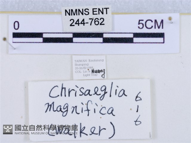 閃光苔蛾藏品圖，第3張