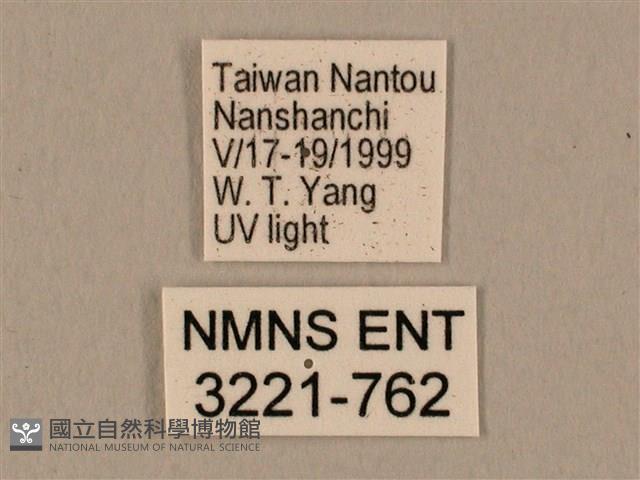 棕綠背線天蛾藏品圖，第3張