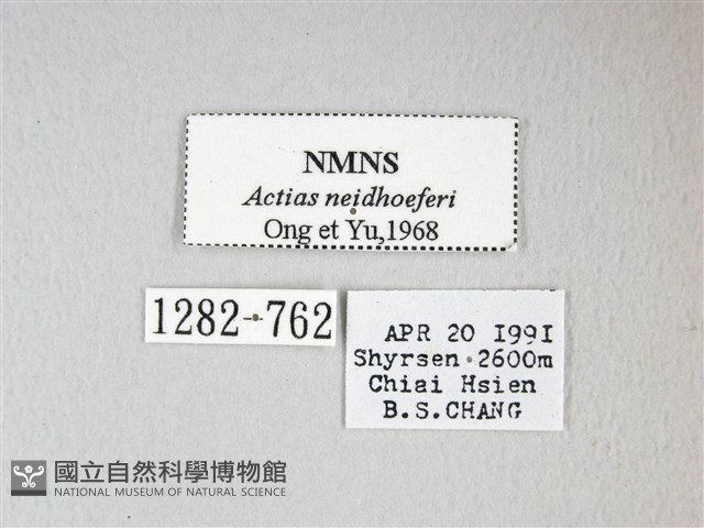 姬長尾水青蛾藏品圖，第3張