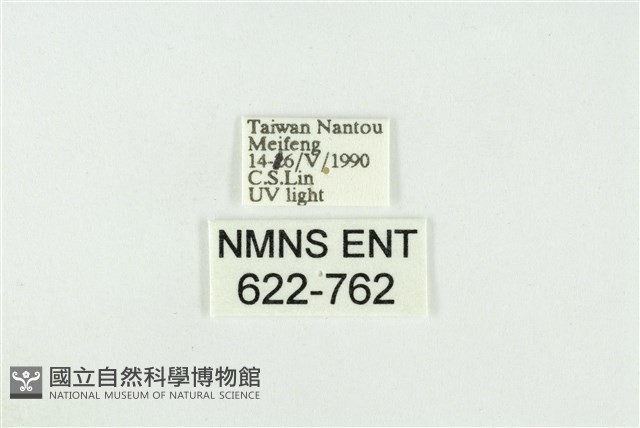 寬紋黃毒蛾藏品圖，第3張
