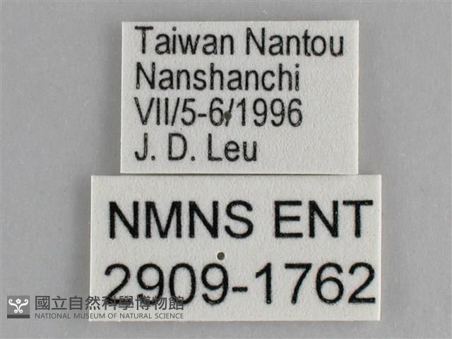 鋸粉蝶藏品圖，第3張