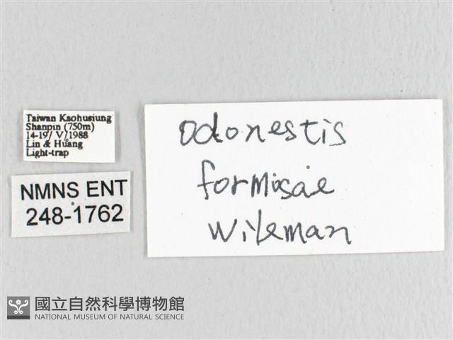 臺灣蘋毛蟲藏品圖，第3張