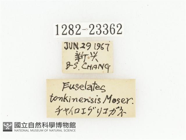 黃斑陷紋金龜藏品圖，第2張